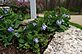 Blue Bells in Bloom. Taken 4-7-12 Backyard by Peggy Driscoll.