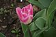 Tulip in Bloom. Taken 4-7-12 backyard by Peggy Driscoll.