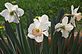 Daffodils in Bloom. Taken 4-7-12 Frontyard by Peggy Driscoll.