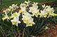 Daffodils in Bloom. Taken 4-7-12 Frontyard by Peggy Driscoll.