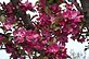 Crabapple tree in bloom. Taken 4-7-12 Backyard by Peggy Driscoll.