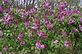 Lilacs in Bloom. Taken 4-7-12 Backyard by Peggy Driscoll.