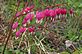 Bleeding Hearts in Bloom. Taken 4-7-12 Backyard by Peggy Driscoll.