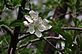 Apple Tree Bloom. Taken 4-7-12 Backyard by Peggy Driscoll.