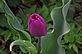 tulip in Bloom. Taken 4-7-12 backyard by Peggy Driscoll.