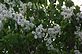 White Lilac in Bloom. Taken 4-7-12 Backyard by Peggy Driscoll.