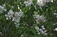 White lilac in Bloom. Taken 4-7-12 Backyard by Peggy Driscoll.