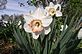 Daffodils in Bloom. Taken 4-7-12 Frontyard by Peggy Driscoll.