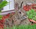 Easter Bunny resting after a busy weekend. Taken Easter Day 2011  Neighbor's yard by Laurie Helling.