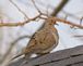 Mourning Dove. Taken Easter Weekend Dubuque by Laurie Helling.