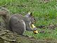 Squirrel. Taken Sunday, April 24, 2011 My backyard by Hallie Paar.