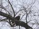 The American Bald Eagle drops in.  Sauk Prairie, Wiscosnin 

http://www.carollmiller.com/mitch.htm