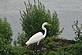 GREAT EGRET. Taken 07 - 27 - 09 HORICON MARSH WISCONSIN by Hugh McCarron.