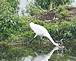 GREAT EGRET. Taken 07 - 27 - 09 HORICON MARSH by Hugh McCarron.