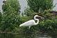 GREAT EGRET. Taken 07 - 27 - 09 HORICON MARSH by Hugh McCarron.