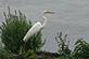 GREAT EGRET. Taken 07 - 27 - 09 HORICON MARSH WISCONSIN by Hugh McCarron.