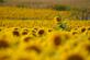 A sunflower stands out in the crowd. Taken in September in Belle Plaine, Iowa by Lorlee Servin.