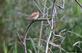 &#39;Ready, Set, Fly!&quot;--Carolina wren prepares to fly off a branch.. Taken September 23, 2023 Heritage trail, Dubuque county. by Veronica McAvoy.