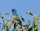 Indigo bunting perches high up on the top of a tree.. Taken June 8, 2022 John Deere marsh, Dubuque, IA by Veronica McAvoy.