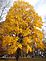 Yellow Tree. Taken 10/24/2009 Eagle Point Park by Debbie.