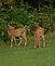 Fawns feeding and playing. Taken 9-23-10 In our side yard, on Alkrista Lane by Debbie Horch.