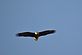 Bald Eagle. Taken February 19, 2011 Eagle's Nest by ckephart.