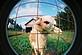 Family's Bull Sheep. Taken July 2009 Family Farm in Fairplay Wisconsin by Samantha Weber.