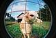 Family's Bull Sheep. Taken July 2009 Family Farm in Fairplay Wisconsin by Samantha Weber.