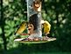 Gold Finches at our feeder. Taken 6/5/10 Out our window by Debbie Horch.