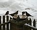 First robins of Spring. Taken 2/23/2011 Dubuque, IA by John Willmes.