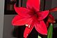 MY Amaryllis in Bloom . Taken 2-2-13 my house in Dubuque by Peggy Driscoll.