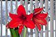My Amaryllis in Bloom. Taken 2-2-13 My house in Dubuque by Peggy Driscoll.