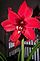 amaryllis in bloom. Taken 2-9-13 My house by Peggy Driscoll.