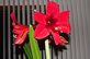 My Amaryllis In Bloom. Taken 2-4-13 my house by Peggy Driscoll.