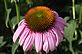 Coneflower in Bloom. Taken 6-27-12 Backyard by Peggy Driscoll.