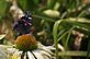 Butterfly having lunch on the yellow coneflower. Taken 6-27-12 Backyard by Peggy Driscoll.