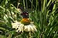 Butterfly on yellow coneflower. Taken 6-27-12 Backyard by Peggy Driscoll.