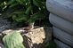 Baby Wren leaving the nest for the first day.. Taken 7-2-12 Backyard by Peggy Driscoll.