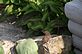 Baby Wren leaving the nest . Taken 7-2-12 Backyard by Peggy Driscoll.