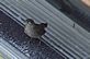 Baby Wren leaves nest . Taken 7-2-12 Backyard by Peggy Driscoll.