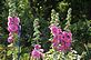 Holly Hock in Bloom. Taken 7-2-12 Backyard by Peggy Driscoll.