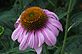 Coneflower in Bloom. Taken 7-2-12 backyard by Peggy Driscoll.