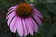 Coneflower in Bloom. Taken 7-2-12 Backyard by Peggy Driscoll.