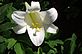 Easter lily in Bloom in June. Taken 6-23-12 Backyard by Peggy Driscoll.