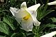 Easter lily in Bloom . Taken 6-23-12 Backyard by Peggy Driscoll.