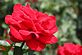 Red Rose . Taken June 16, 2012 Dubuque Botanical Gardens by Janet Spoerl .