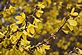 Forsythia in full bloom . Taken April 4, 2010  1000 Langowrthy entrance to parking lot.  by Janet Spoerl.