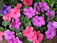 Bright flowers add color. Taken this week on my front porch. by Dawn Pregler.