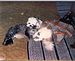 Furry Friends (Pup-pup & Cleo). Taken 1990 My parents' home by Kathy.