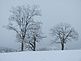 Hoar Frost Trees. Taken 1/20/2010 Farm Field by Michelle Green.